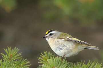 A Golden-crowned Kinglet perches on a spruce tree in the Alaskan forest.