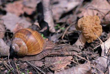 Roman Snail (Helix pomatia) and Morel Mushroom (Morchella esculenta) on Forest Floor in Spring