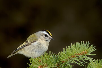 A Golden-crowned Kinglet perches on a spruce tree in the Alaskan forest.