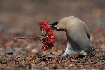 A Bohemian Waxwing feeds on berries during the Alaskan winter.
