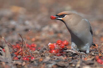 A Bohemian Waxwing feeds on berries during the Alaskan winter.