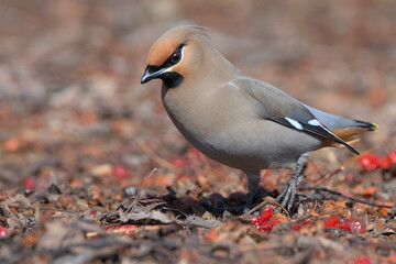 A Bohemian Waxwing feeds on berries during the Alaskan winter.