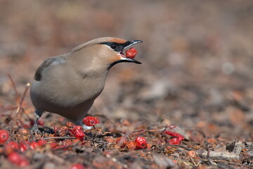 A Bohemian Waxwing feeds on berries during the Alaskan winter.