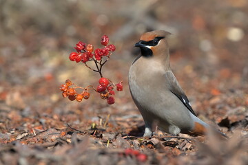 A Bohemian Waxwing feeds on berries during the Alaskan winter.