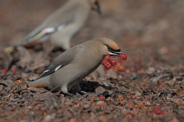 A Bohemian Waxwing feeds on berries during the Alaskan winter.