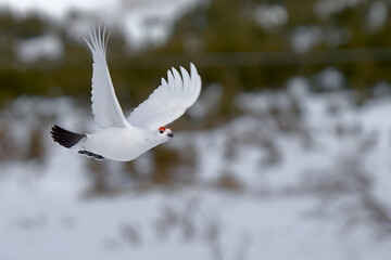 A Willow Ptarmigan flies across the snow in the Alaskan mountains. 