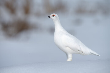 A Willow Ptarmigan walks across the snow in the Alaskan wilderness.
