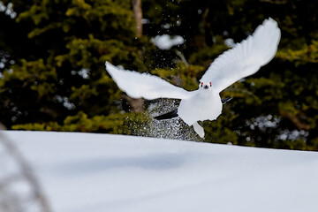 A Willow Ptarmigan flies across the snow in the Alaskan mountains. 