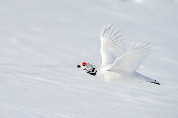 A Willow Ptarmigan flies across the snow in the Alaskan mountains. 