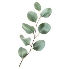 Obraz premium Eucalyptus Leaf Branch Isolated on White Background - Botanical Greenery