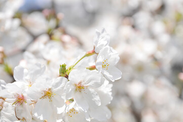 満開の桜の花