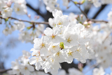 満開の桜の花