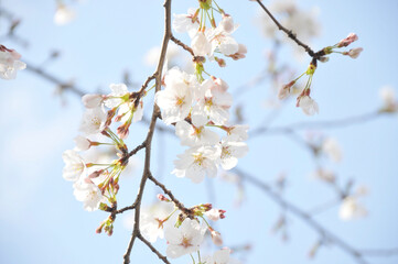 桜の花