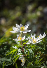White anemone flower in spring forest .