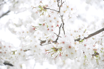 満開の桜の花