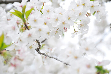 満開の桜の花