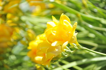 黄色の花