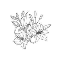Vector hand drawn lily flowers line art. Set of luxury flowers and logo. Trendy botanical elements. Hand drawn line leaves branches and blooming. Wedding elegant wildflowers.