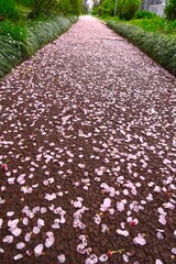 春の雨上がりの桜の花びら散る集合住宅の遊歩道風景