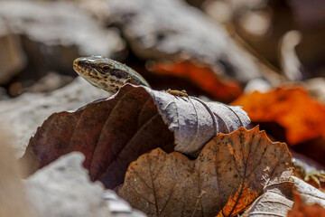 wall lizard basking in the sun on a rock