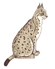 Wild lynx hand drawn vector illustration