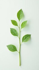 Fototapeta premium Delicate green plant with thin stem and small leaves isolated on white background, plants, botanical