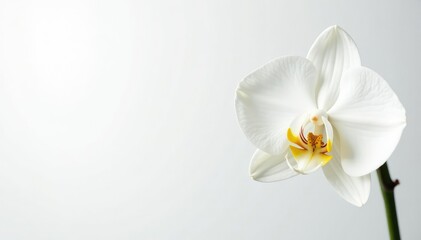 Delicate white orchid blossom against pure white backdrop, bloom, background, spring