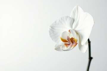 Delicate white orchid blossom against pure white backdrop, bloom, clean