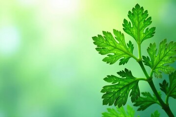 Delicate parsley leaves forming a repeating motif, still life, plant, abstract