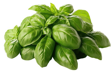 Fototapeta premium Fresh basil leaves arranged beautifully on a white background for culinary use