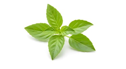Asian Thai basil isolated on white background