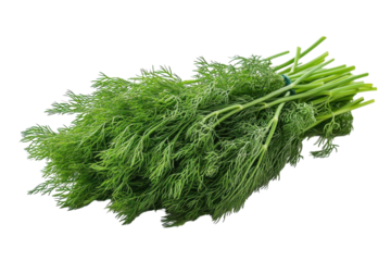 Fresh dill herb bundle ready for cooking or garnishing dishes in a kitchen setting