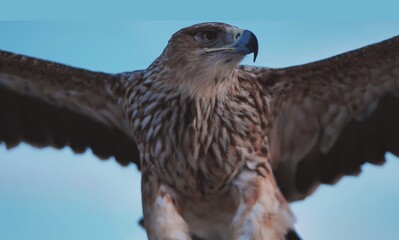 Majestic eagle spreading wings in Crimea, freedom and wildlife concept