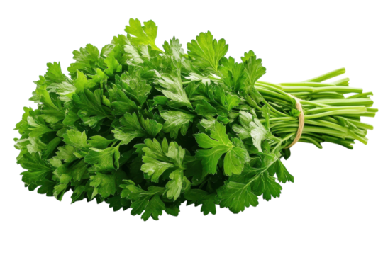 Freshly harvested parsley bundle ready for culinary use in salads and dishes