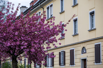 Fototapeta premium Spring in the city- ornamental cherry tree in front of city houses - Graz Austria in Europe