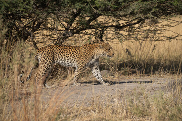 leopard looking for prey in African savanna botswana  (Panthera pardus)