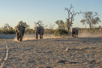 herd of African elephants at sunset Botswana (Loxodonta africana)