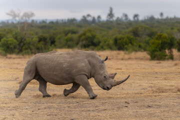 White Rhinoceros Ceratotherium simum Square-lipped Rhinoceros at Khama Rhino Sanctuary Kenya Africa.