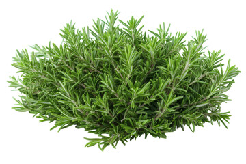 Fresh rosemary herb plant growing in a pot in a well-lit kitchen environment
