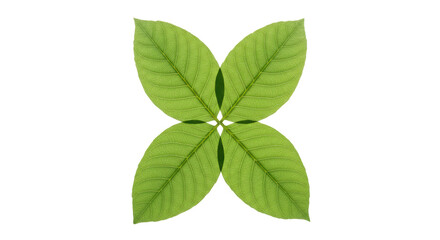 Fototapeta premium Isolated Four Green Leaves