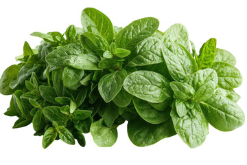 Fototapeta premium Fresh herbs displayed, highlighting green oregano and basil leaves ready for culinary use