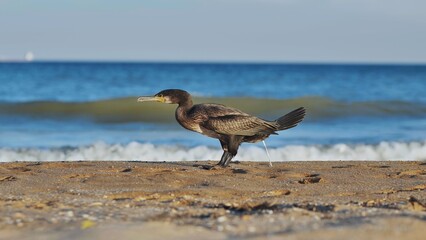 Great cormorant urinating on Crimean beach with blue sea in background