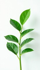 Foliage of a lone plant against white background, botanicals, calming