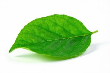 Fresh green leaf isolated on white background, botanicals, plants