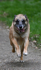 Belgian Shepherd Malinois running in a forest