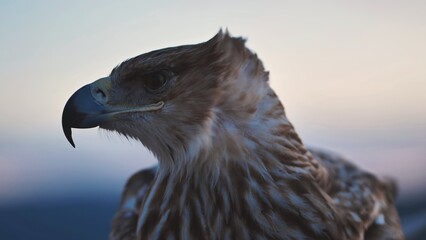 Imperial eagle observing Crimean peninsula at sunset