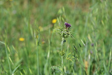 Thistle (silybum marianum) is the common name of a group of flowering plants characterised by leaves with sharp prickles on the margins