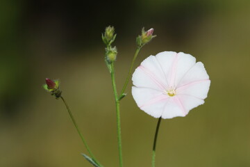 convolvulus cantabrica (Cantabrican morning glory) is a herbacous perrennial plant belonging to the...