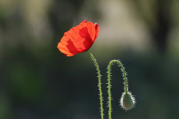 poppy and poppy bud on dark background