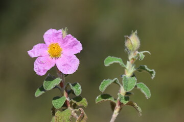 Cistus creticus is a species of shrubby plant in the family Cistaceae. 